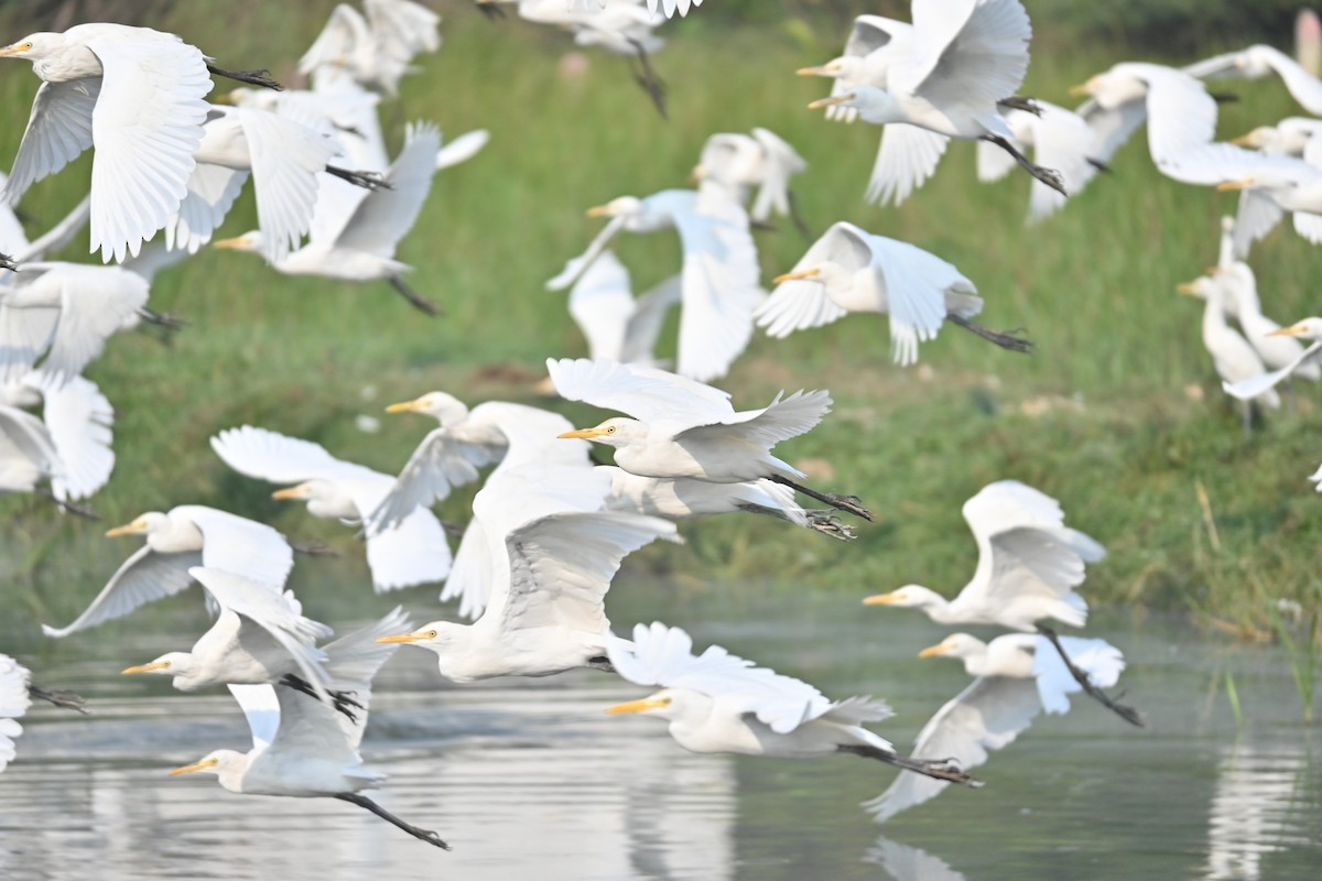 Little Egret - ML646743136