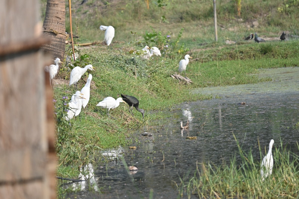 Little Egret - ML646743140