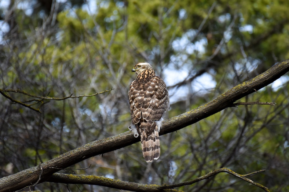 American Goshawk - ML646743145
