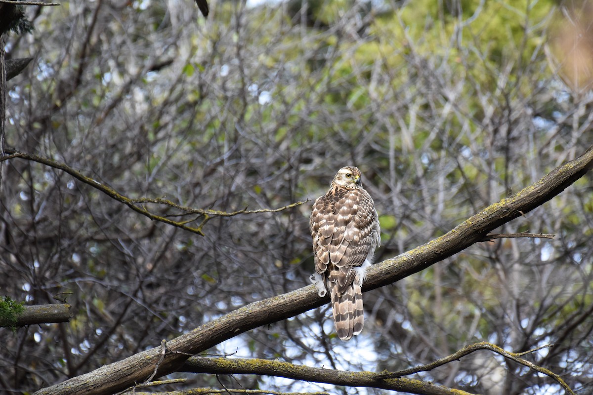 American Goshawk - ML646743146