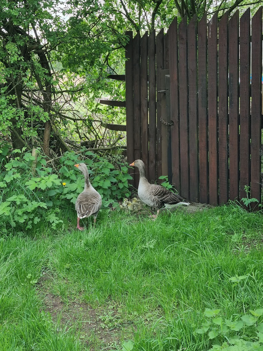 Oie cendrée - ML646743148