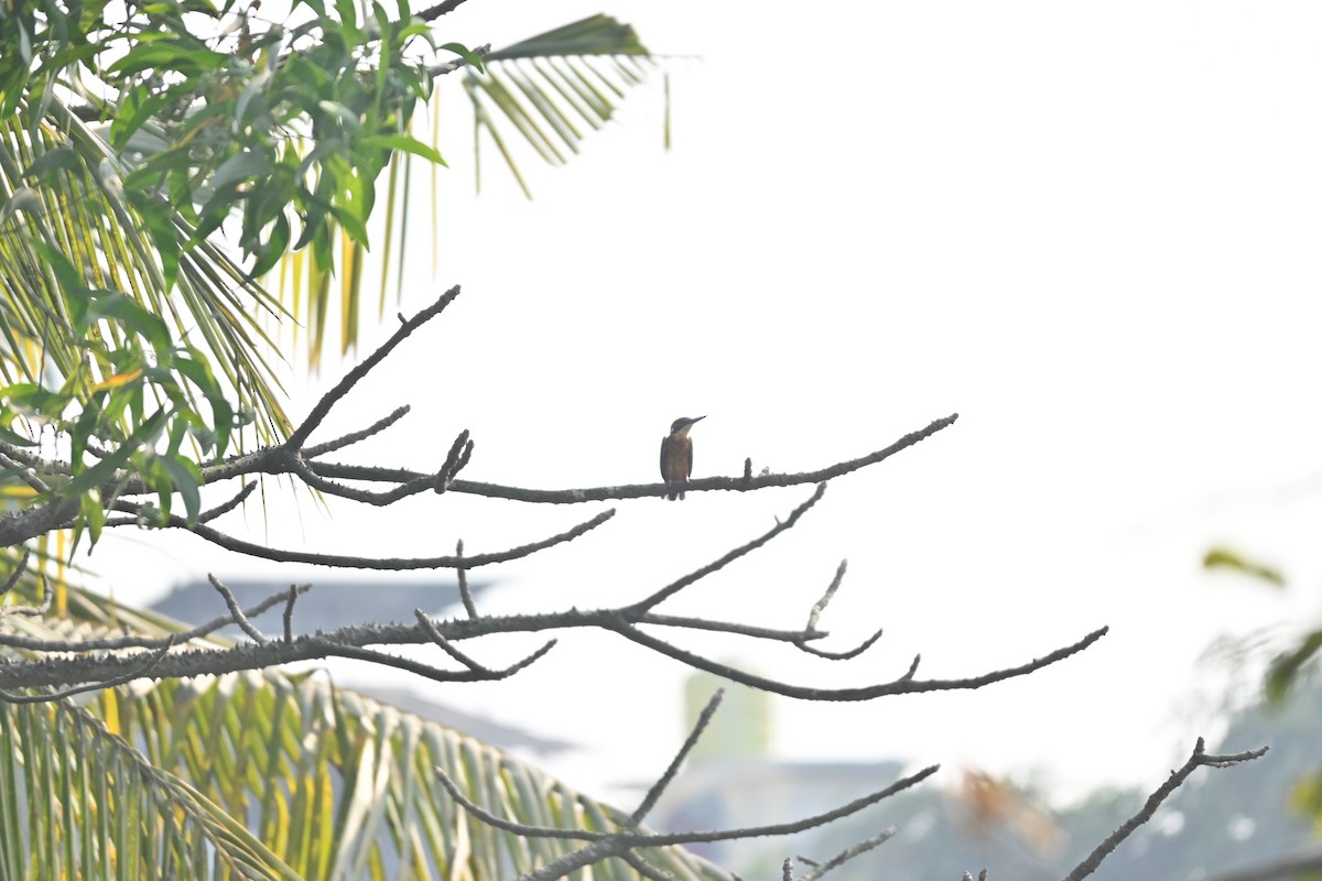 Common Kingfisher - ML646743149