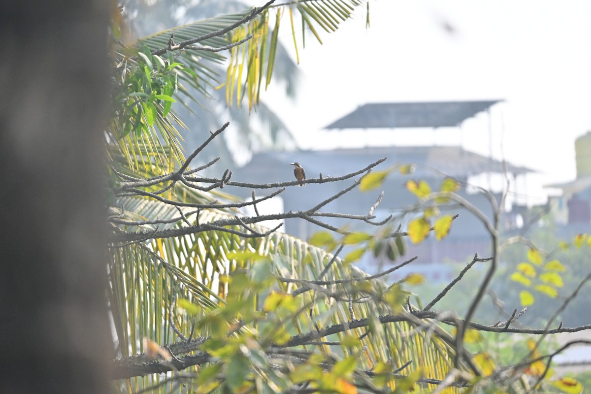 Common Kingfisher - ML646743150