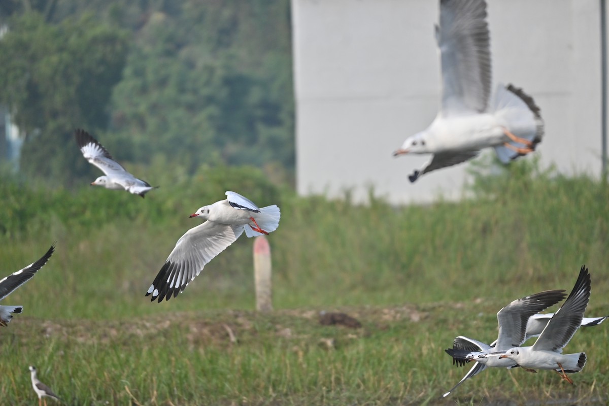 Black-headed Gull - ML646743162