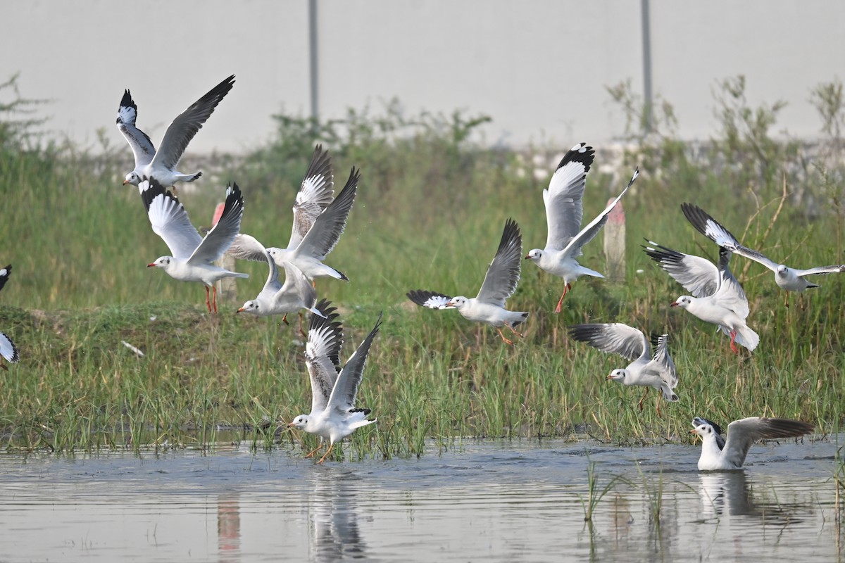Black-headed Gull - ML646743163