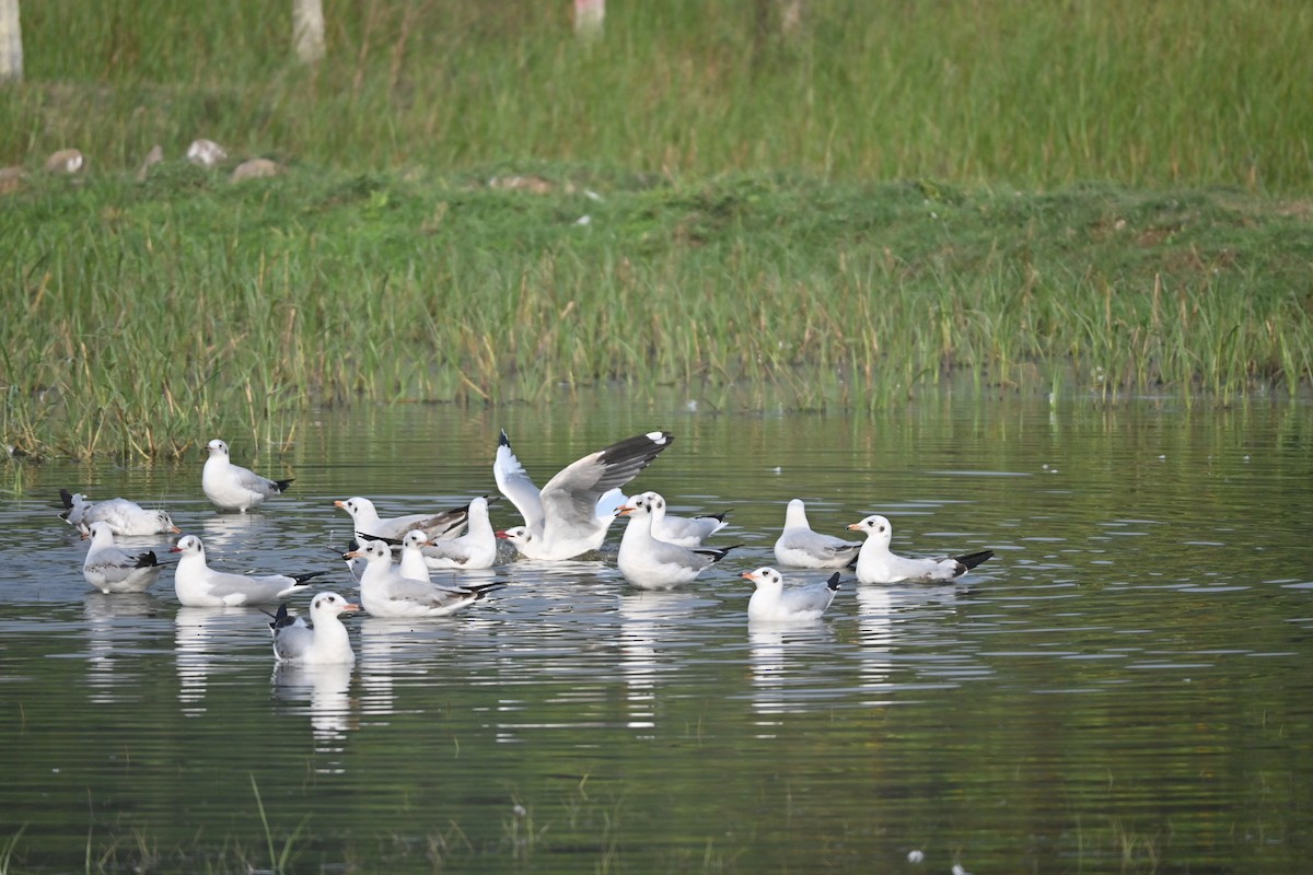 Black-headed Gull - ML646743164