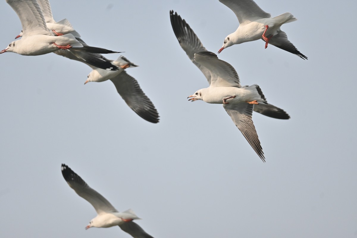 Brown-headed Gull - ML646743166