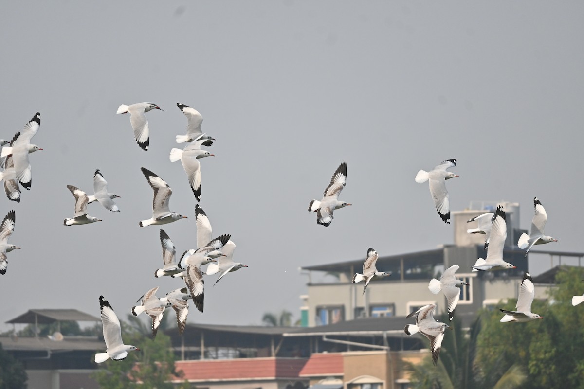 Brown-headed Gull - ML646743167