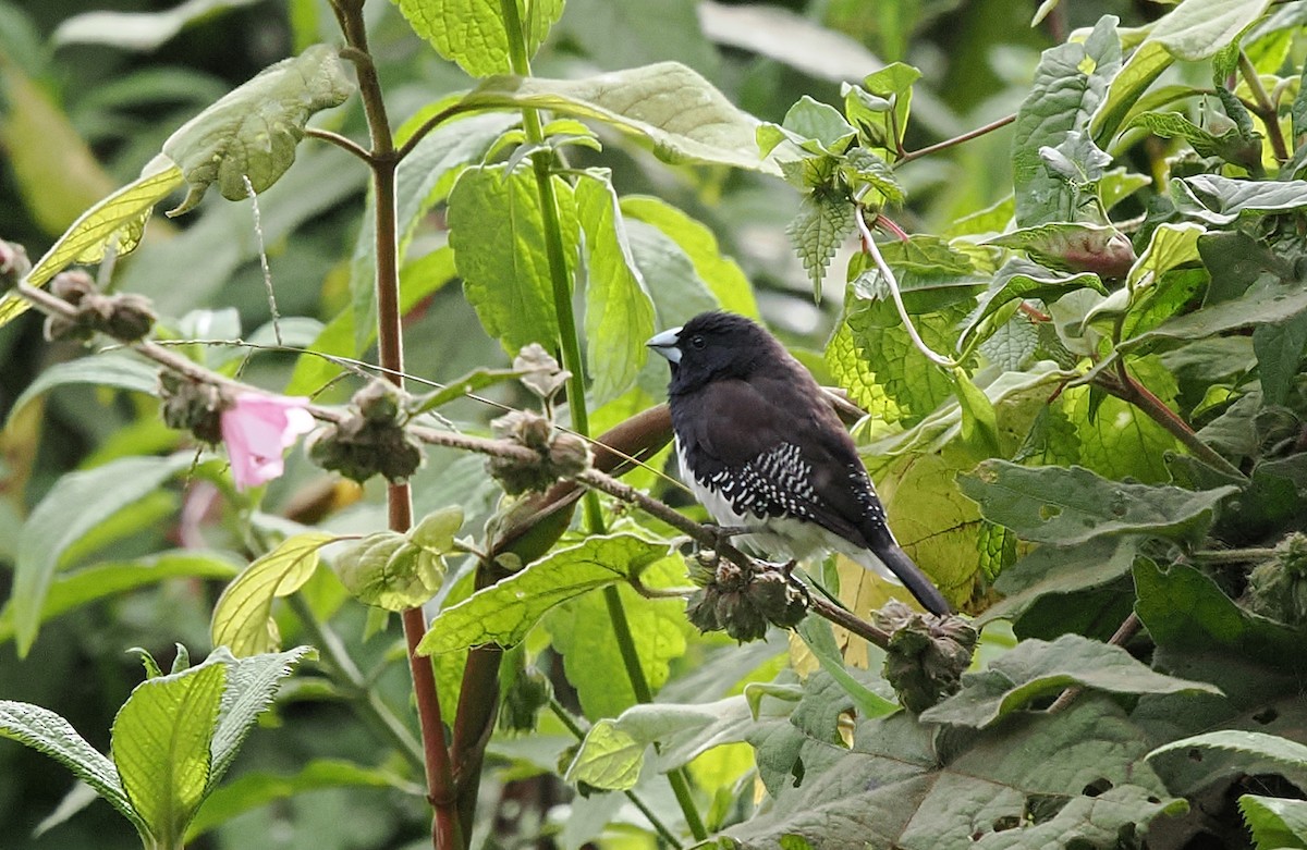 クロシチホウ（bicolor／poensis） - ML646743169