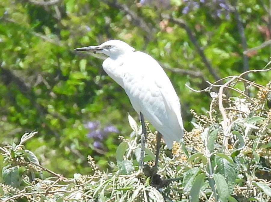 Египетская цапля - ML646743170