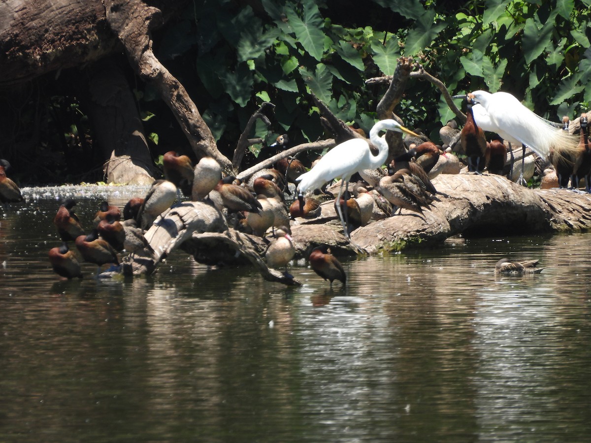 Большая белая цапля (melanorhynchos) - ML646743172