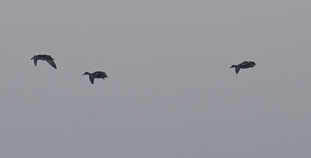 Ánade Friso - ML646743174