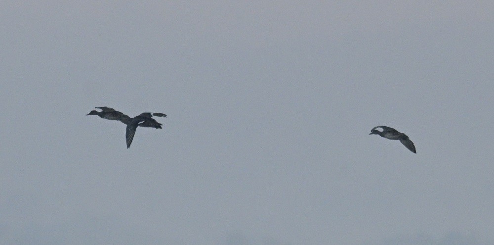 Ánade Friso - ML646743175