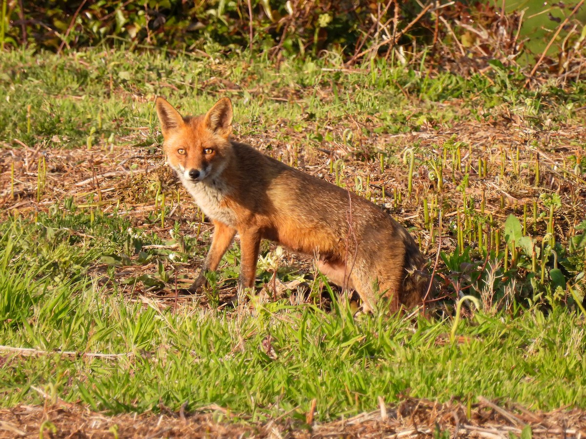 Обыкновенная лисица - ML646743176