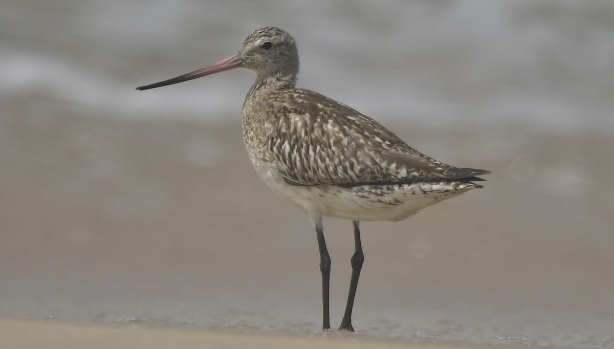 Aguja Colipinta - ML646743177