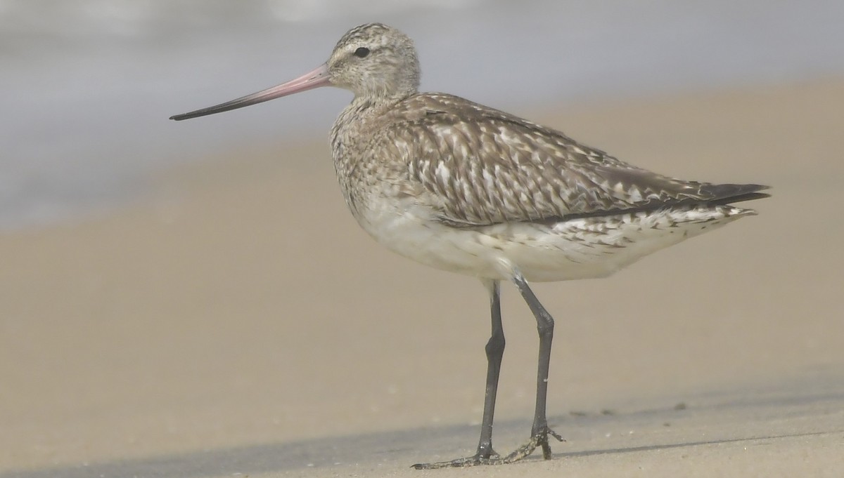 Aguja Colipinta - ML646743178