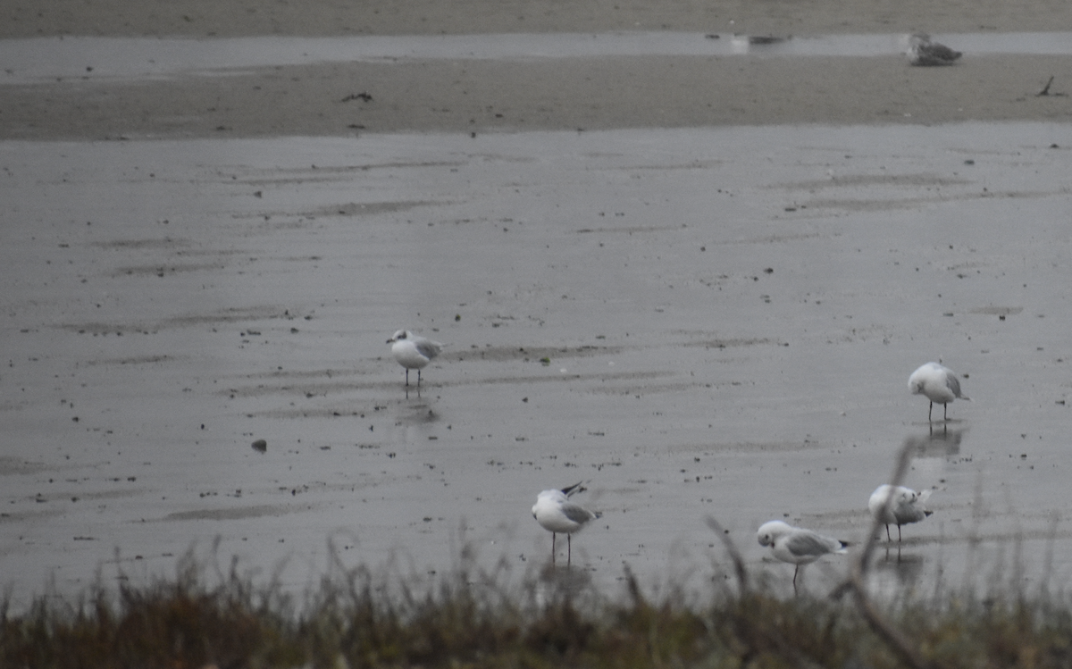 Mediterranean Gull - ML646743179