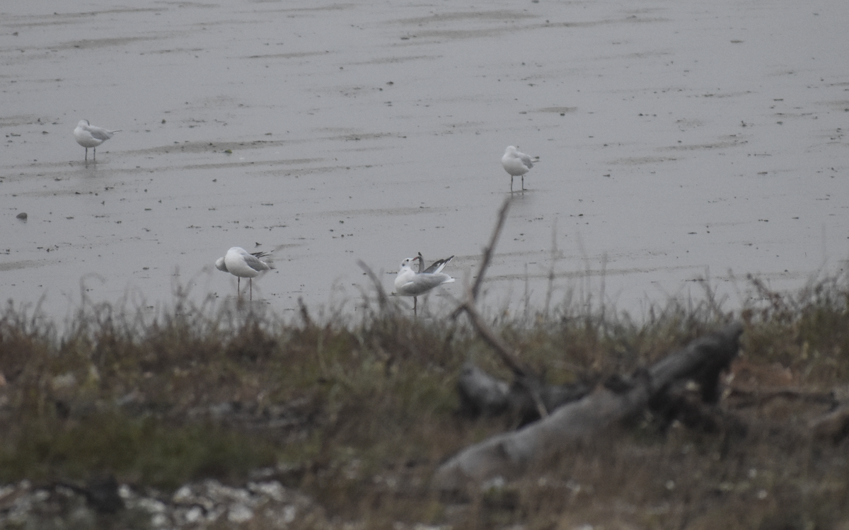 Gaviota Reidora - ML646743180