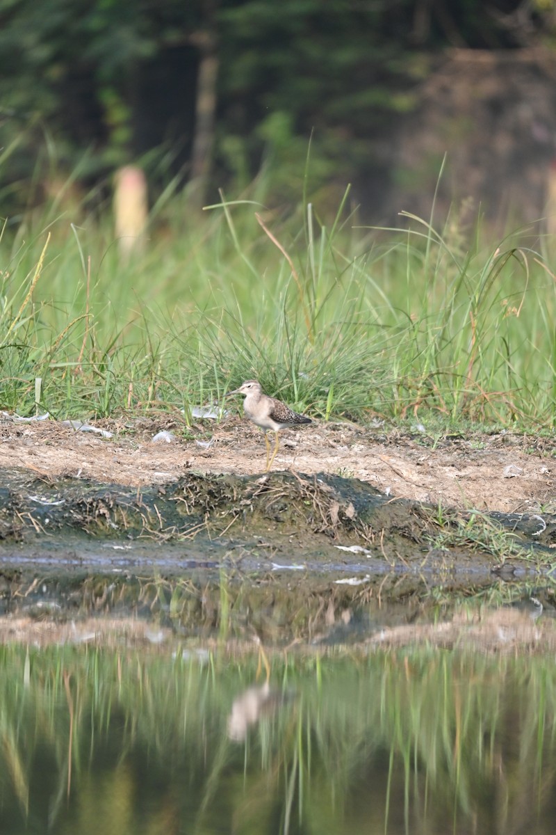 Wood Sandpiper - ML646743181