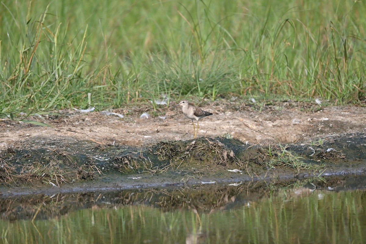 Wood Sandpiper - ML646743182