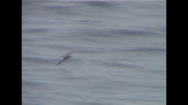 Mottled Petrel - ML646743185