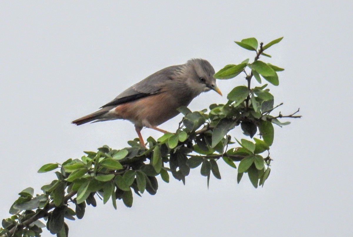 Estornino Cabecigrís - ML646743186