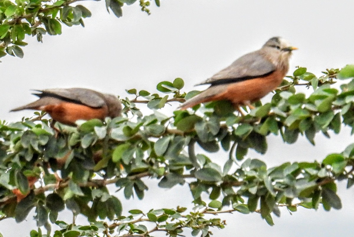 Estornino Cabecigrís - ML646743187