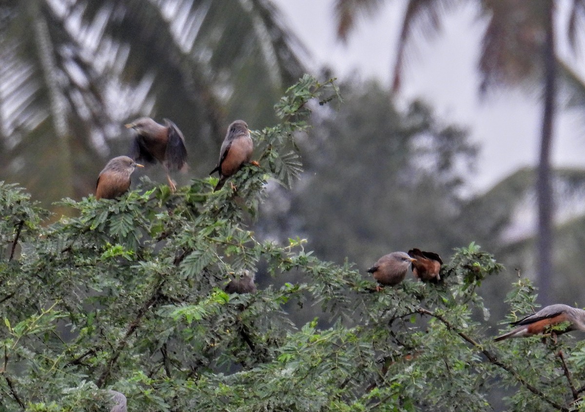 Estornino Cabecigrís - ML646743188