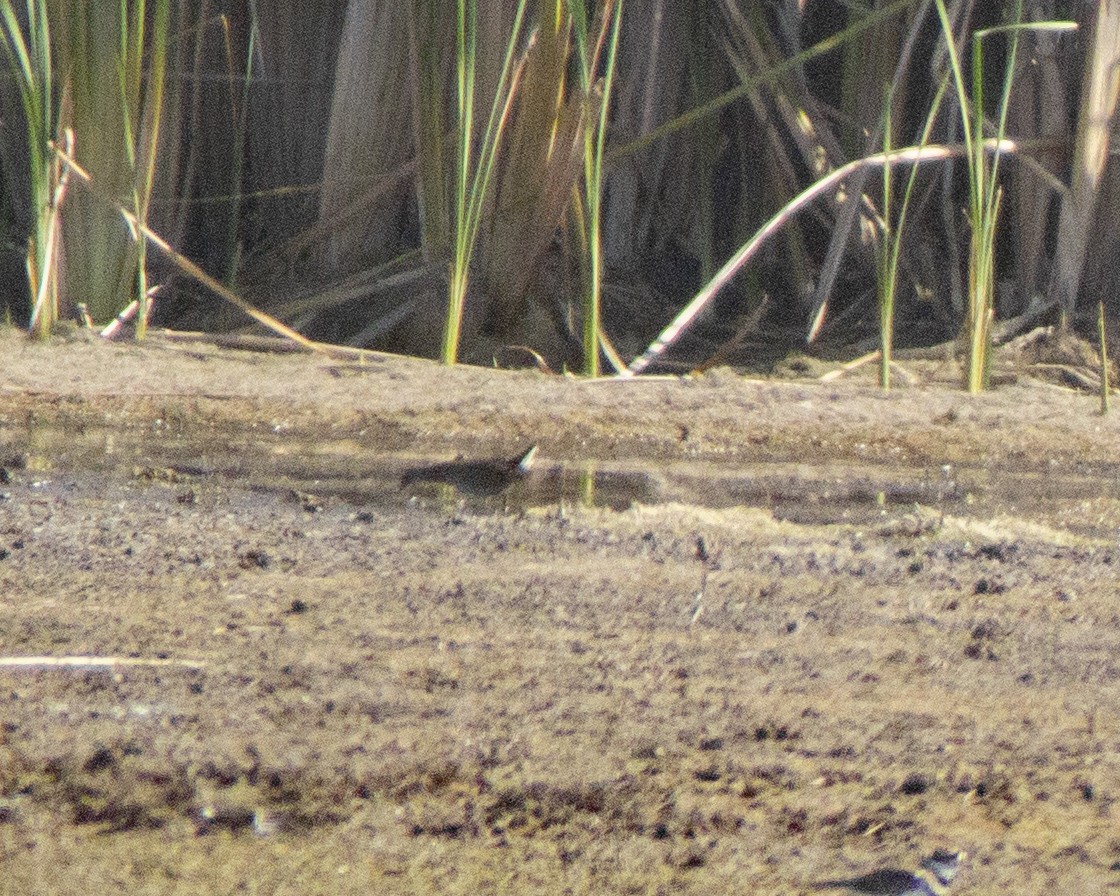 Polluela Sora - ML646743189