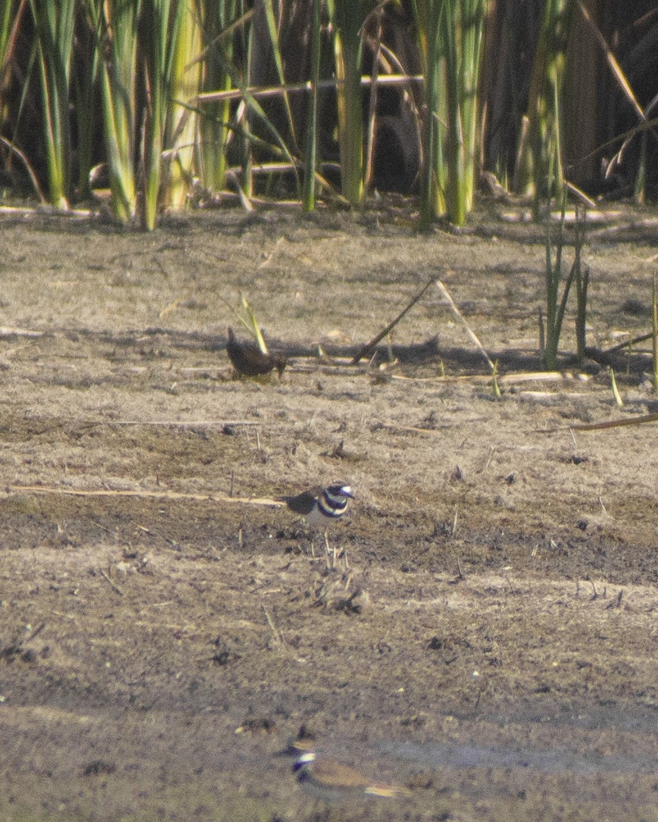 Polluela Sora - ML646743190