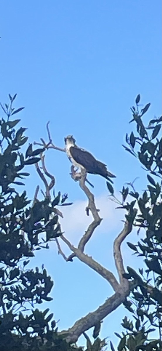 orlovec říční - ML646743191