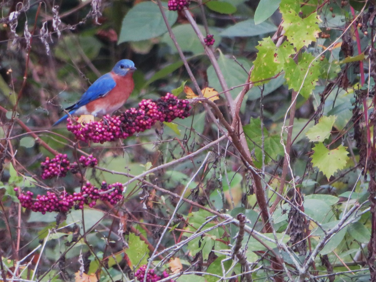 ルリツグミ - ML646743192