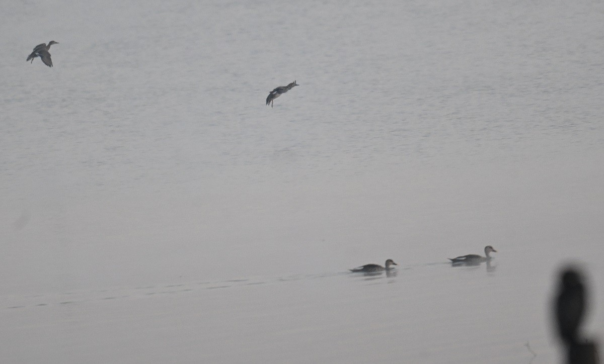 Ánade Friso - ML646743193