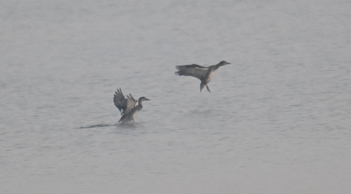 Ánade Friso - ML646743194