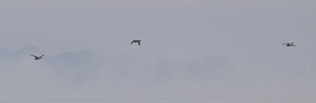 Ánade Friso - ML646743195