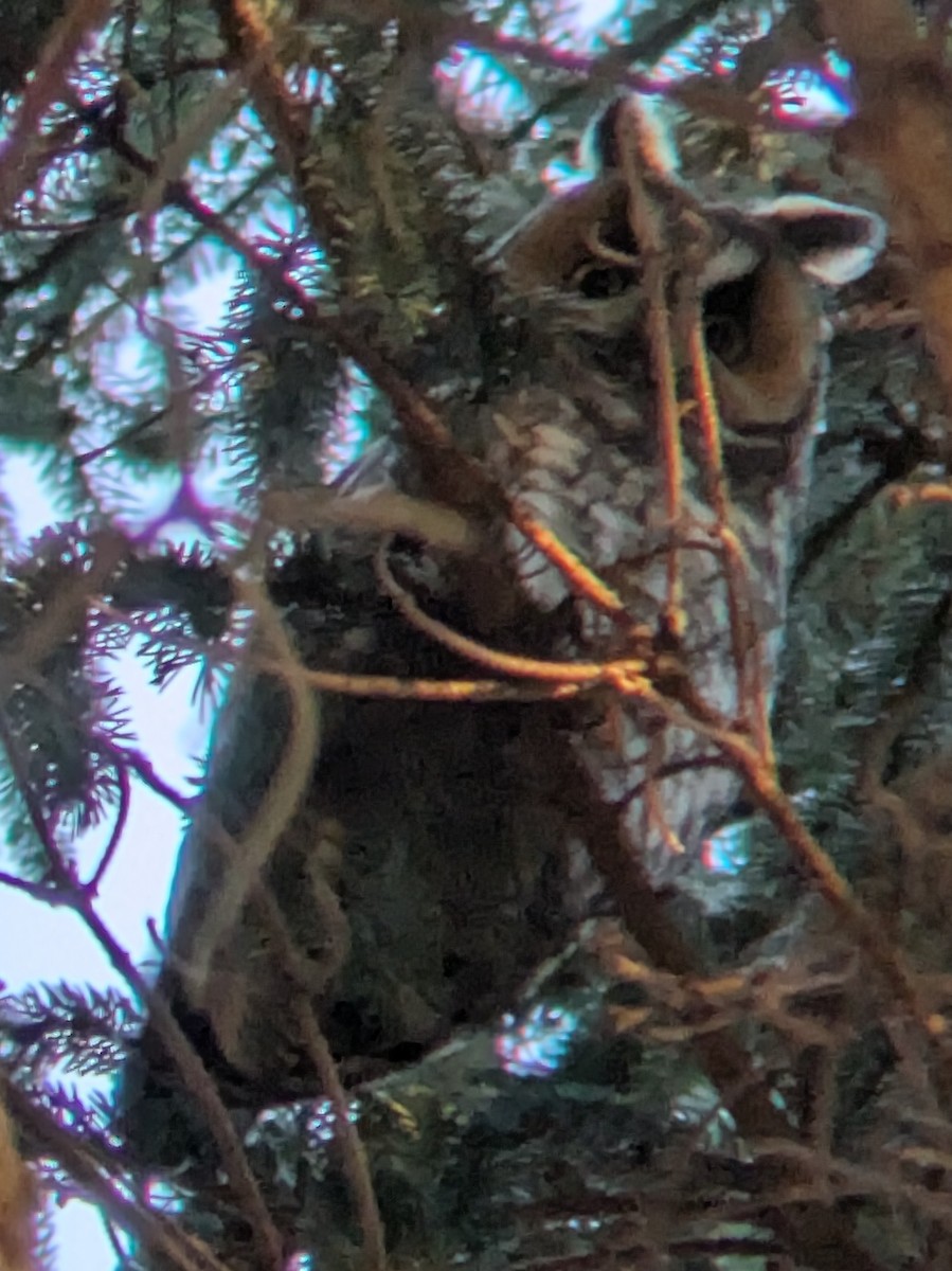 Búho Chico - ML646743197