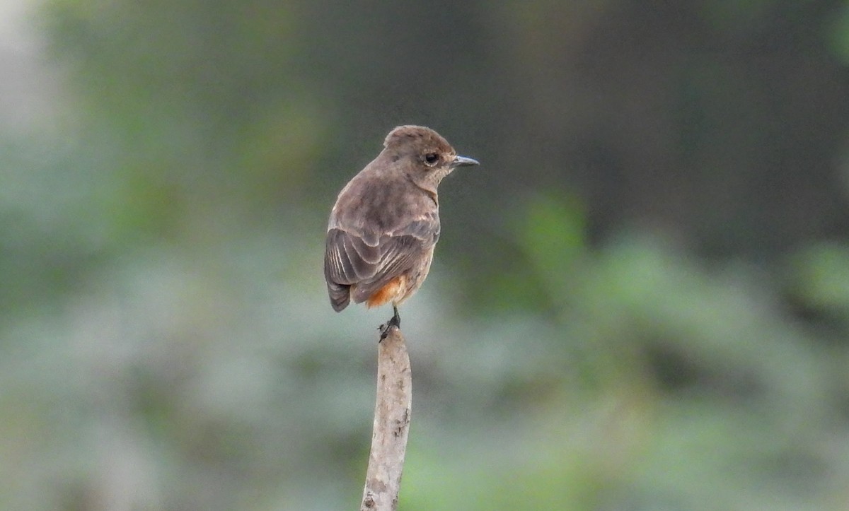 Tarabilla Pía - ML646743198