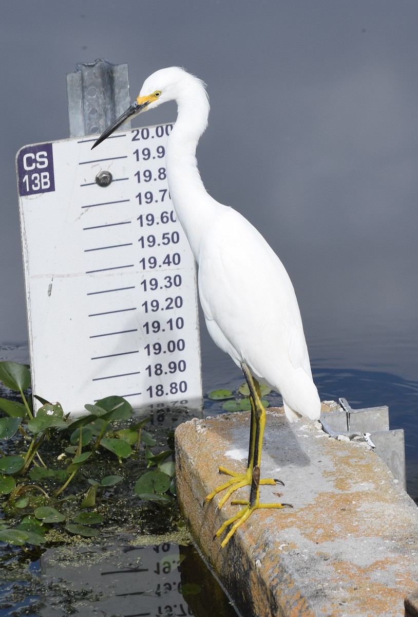 Чепура американська - ML646743200