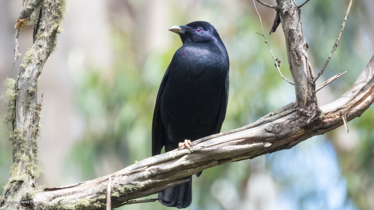 Satin Bowerbird - ML646743201