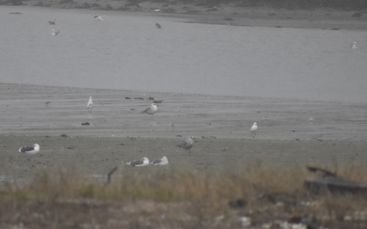 Chorlitejo Grande - ML646743202