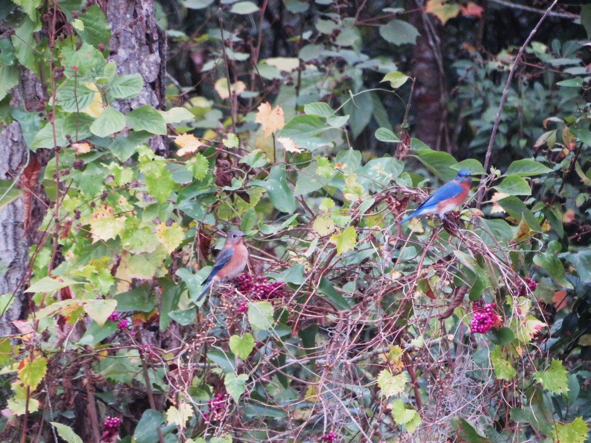 ルリツグミ - ML646743204