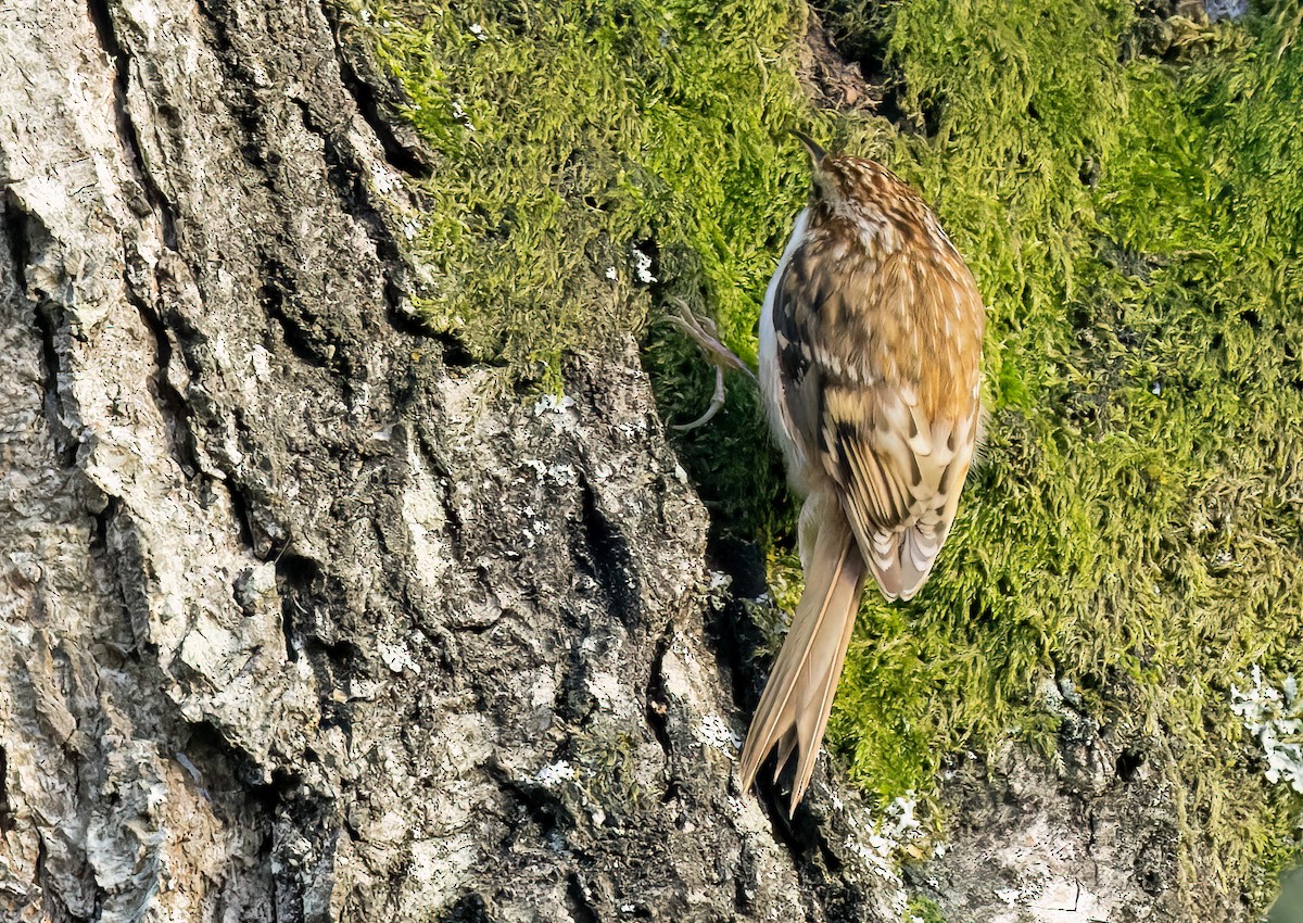 キバシリ - ML646743213