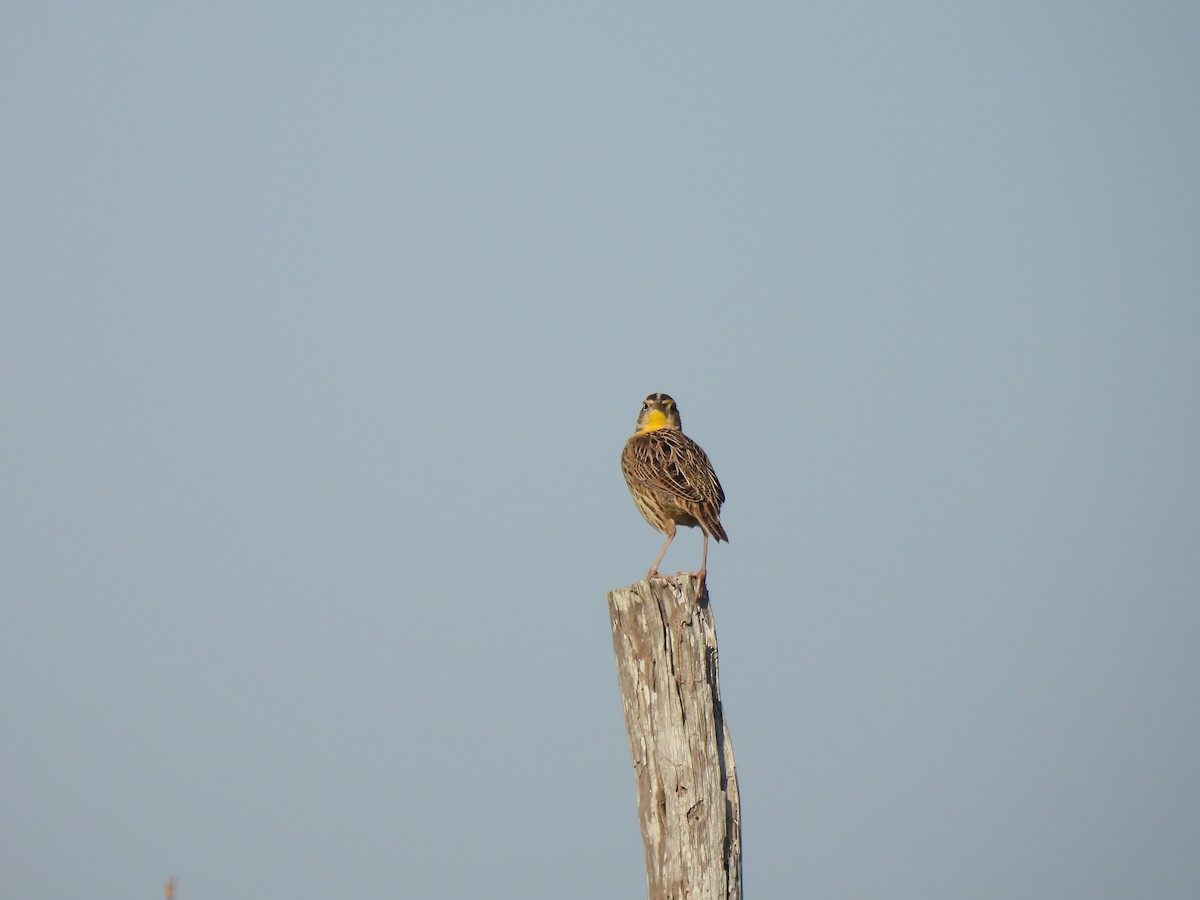 Western Meadowlark - ML646743214