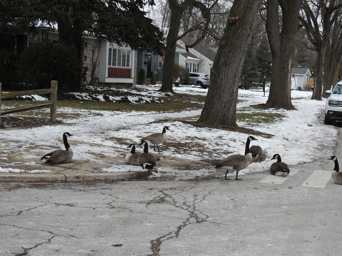 Branta kanadar handia - ML646743223