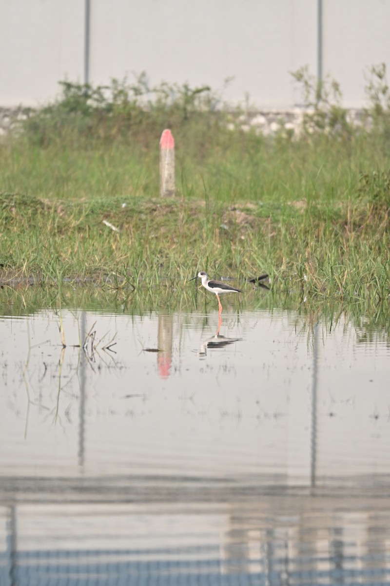 Zankaluze eurasiarra - ML646743224