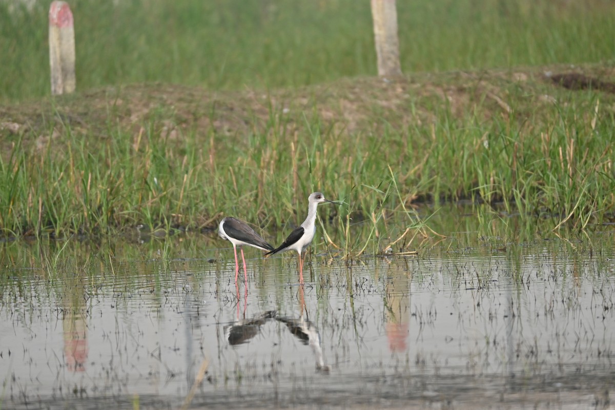 Zankaluze eurasiarra - ML646743225