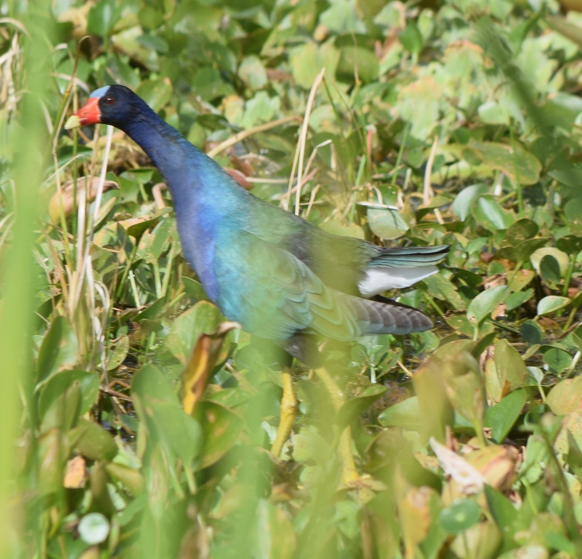 Султанка американська - ML646743226