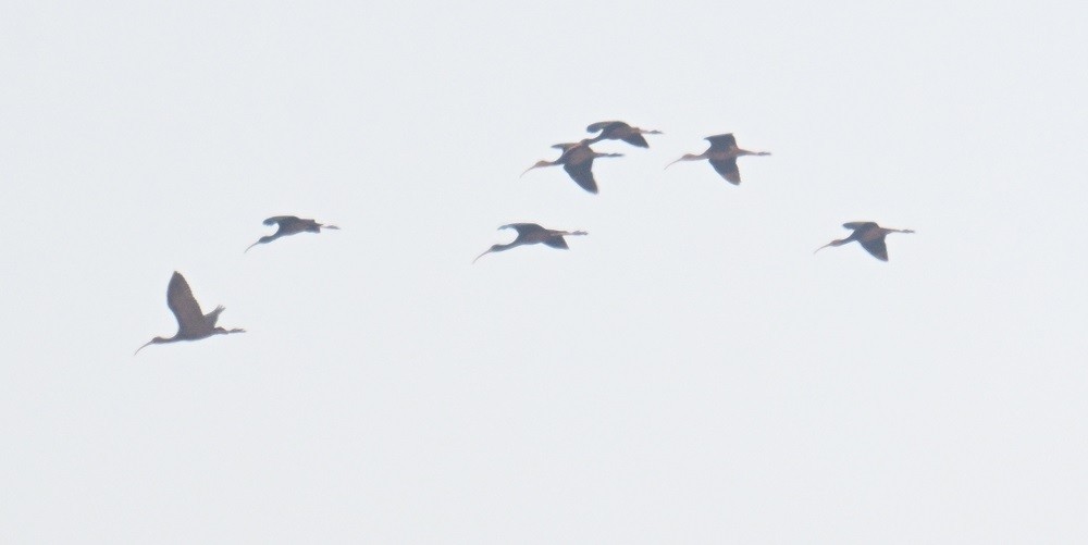 ibis hnědý - ML646743227