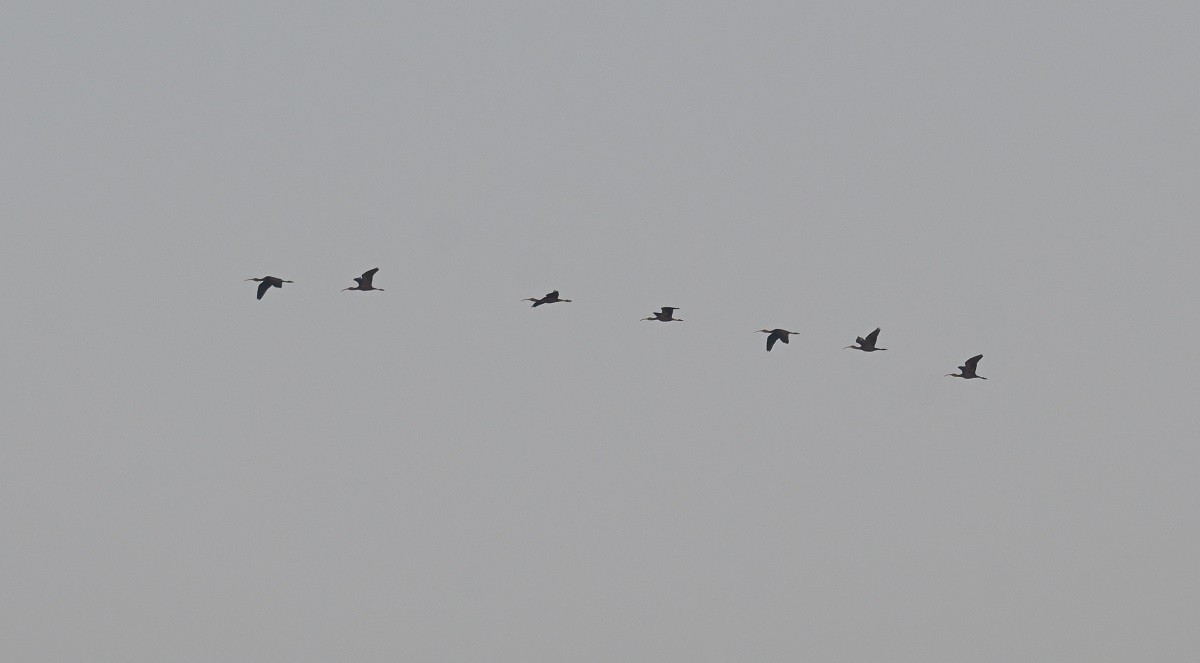 ibis hnědý - ML646743228