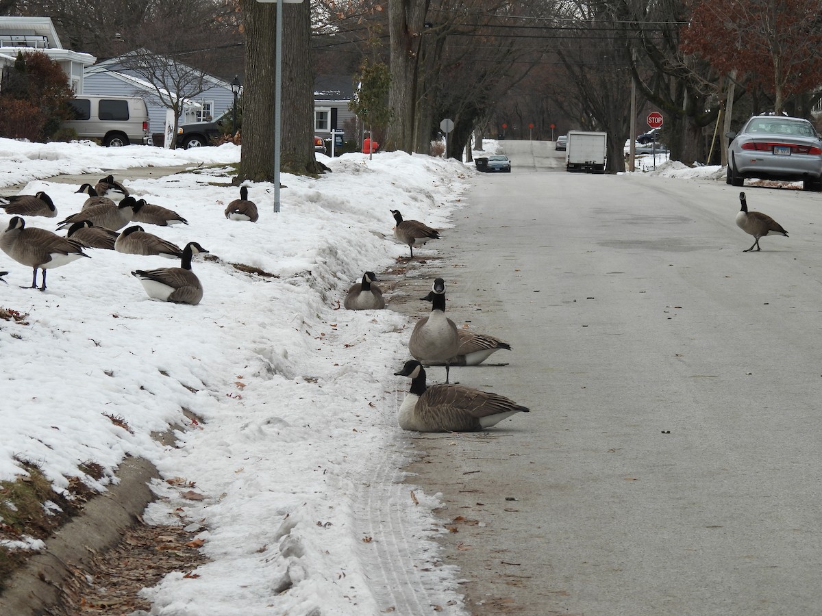 Branta kanadar handia - ML646743230